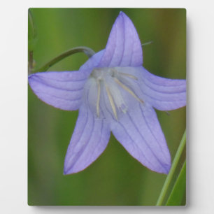 Blue bell flower plaque