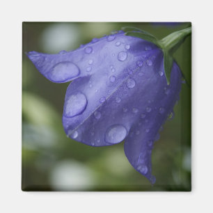 blue bell magnet