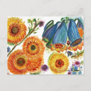 Blue Bell Zinnia Flower postcard2 Postcard