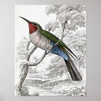 Blue-bellied Bee-Eater Vintage Illustration Poster
