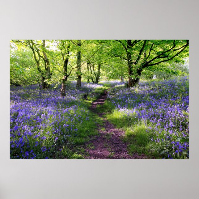 Blue bells forest, Scotland Poster (Front)