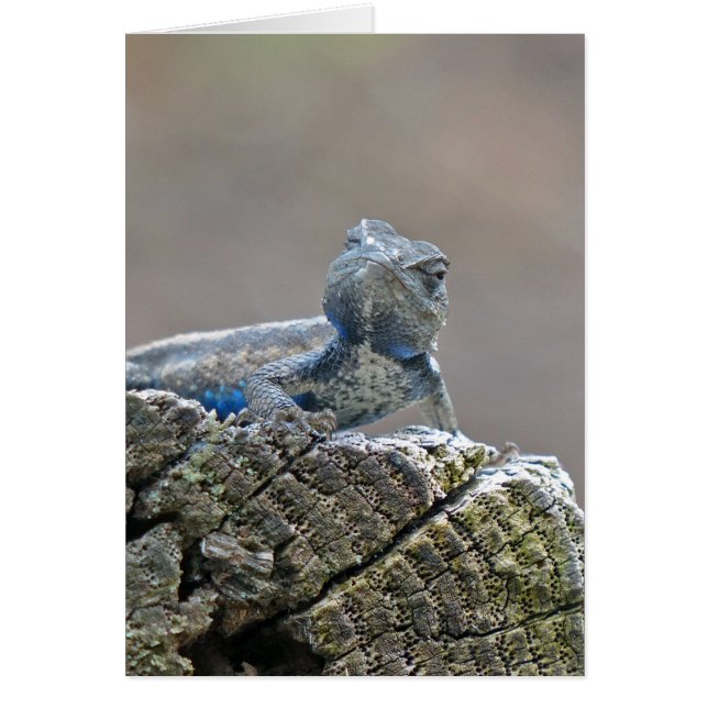 Blue Belly Alligator Lizard (Front)