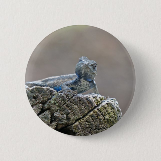 Blue Belly Alligator Lizard 6 Cm Round Badge (Front)