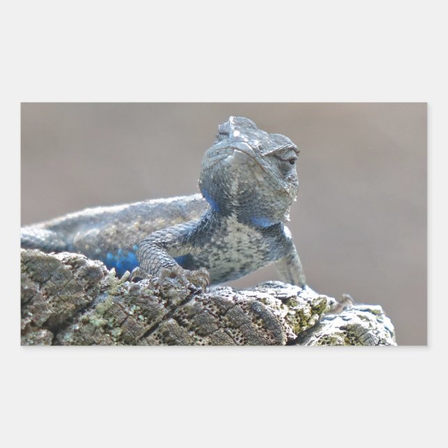 Blue Belly Alligator Lizard Rectangular Sticker (Front)