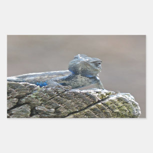 Blue Belly Alligator Lizard Rectangular Sticker