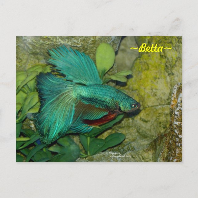 Blue Betta fish Postcard (Front)
