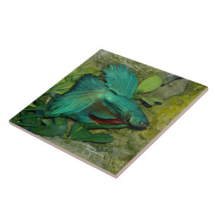 Blue Betta fish Tile