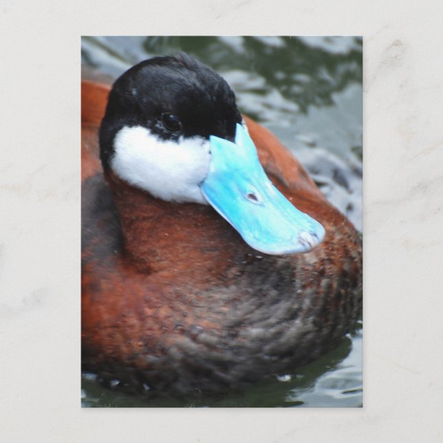 Blue Billed Duck Postcards (Front)