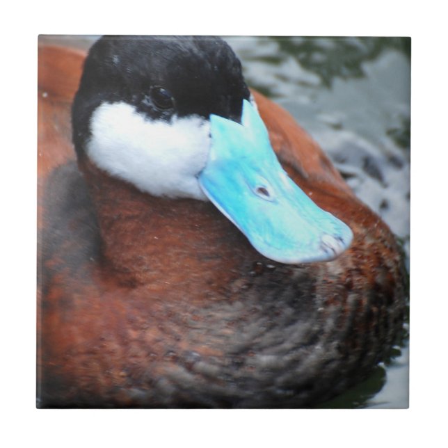 Blue Billed Duck Tile (Front)