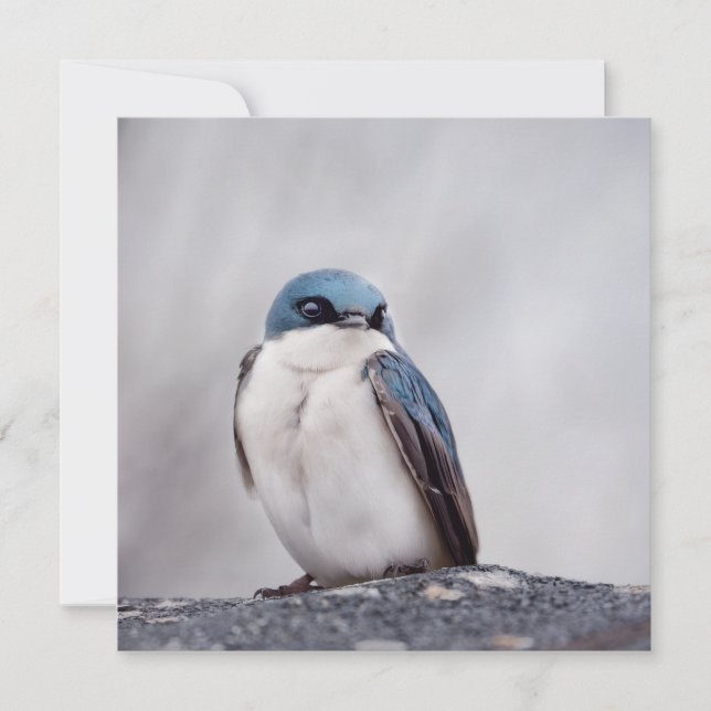 Blue Bird (Front)