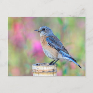 Blue Bird Against a Pink and Green Background Postcard