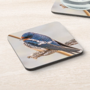 Blue Bird, Barn Swallow, Canadian Photography Coaster