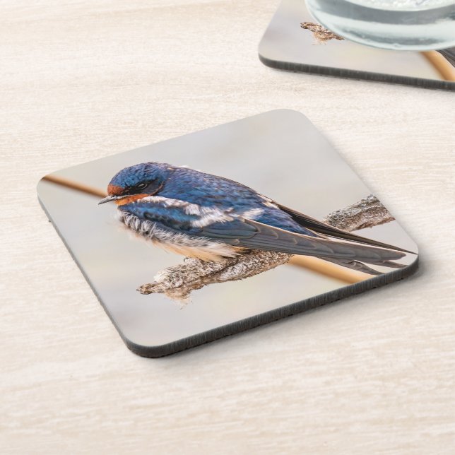 Blue Bird, Barn Swallow, Canadian Photography Coaster (Left Side)