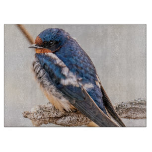 Blue Bird, Barn Swallow, Canadian Photography Cutting Board
