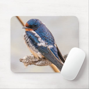 Blue Bird, Barn Swallow, Canadian Photography Mouse Pad
