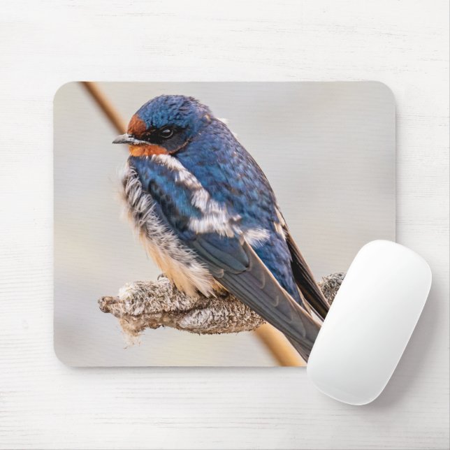 Blue Bird, Barn Swallow, Canadian Photography Mouse Pad (With Mouse)