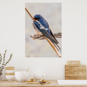Blue Bird, Barn Swallow, Canadian Photography Poster