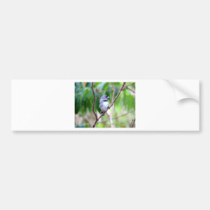 Blue Bird Bumper Sticker