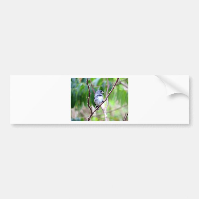 Blue Bird Bumper Sticker (Front)