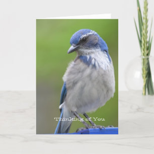Blue Bird Card