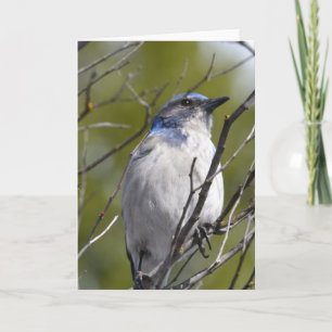 Blue Bird in a Tree Card