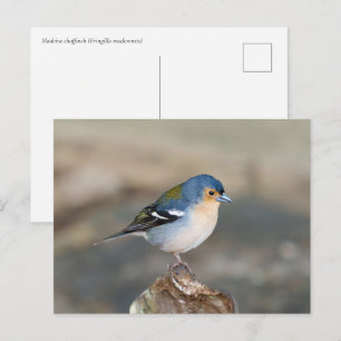Blue bird Madeira Chaffinch (Fringilla maderensis) Postcard