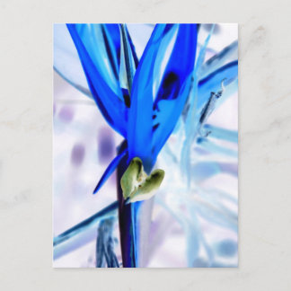 Blue Bird of Paradise Postcard
