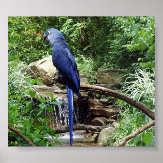 Blue Bird of Paradise Poster