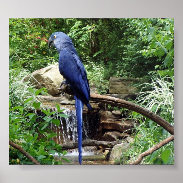 Blue Bird of Paradise Poster (Front)