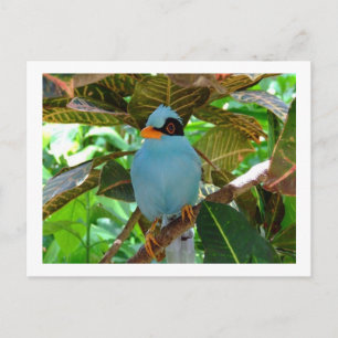 Blue Bird Photo Postcard