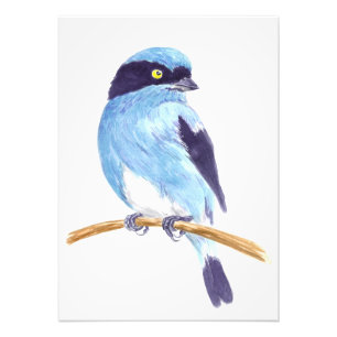 Blue bird photo print