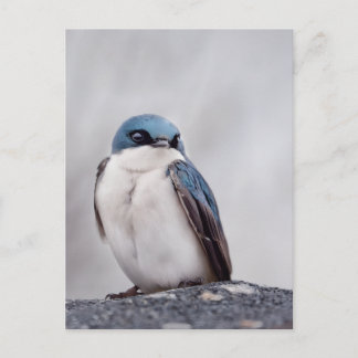 Blue Bird Postcard