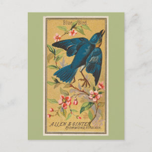 Blue Bird Postcard