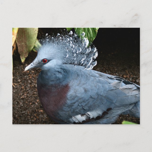 Blue Bird Postcard (Front)