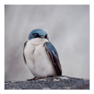 Blue Bird Poster