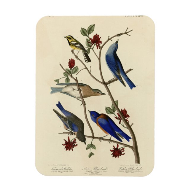 Blue-birds and Warbler, Audubon's Birds of America Magnet (Vertical)