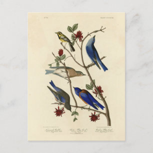 Blue-birds and Warbler, Audubon's Birds of America Postcard
