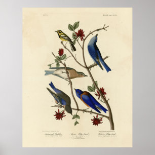 Blue-birds and Warbler, Audubon's Birds of America Poster