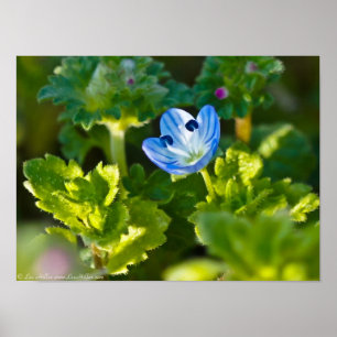 Blue Birds-Eye Speedwell Wildflower Poster