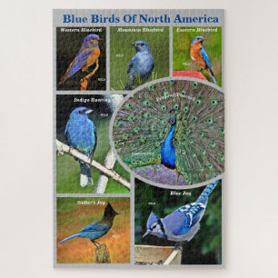 Blue Birds of North America Educational 7 Species Jigsaw Puzzle