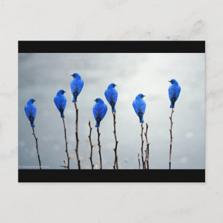 Blue birds postcard