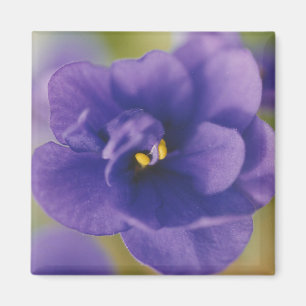 Blue Blooming Flower of Violet Saintpaulia Zoomed Magnet