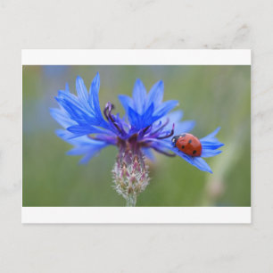 Blue Blossoms Ladybug Peace Love Destiny Art Vine Postcard