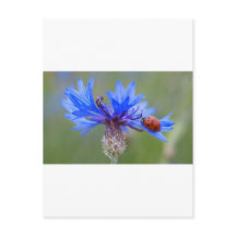 Blue Blossoms Ladybug Peace Love Destiny Art  Vine