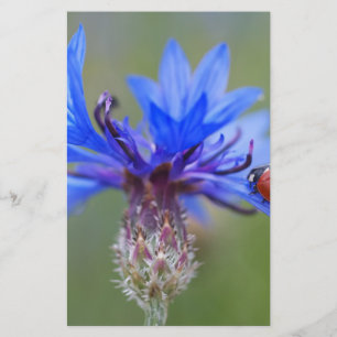 Blue Blossoms Ladybug Peace Love Destiny Art Vine Stationery
