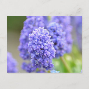Blue Blue Bells Postcard