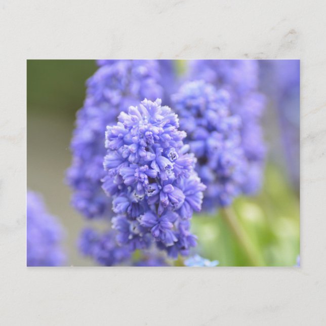 Blue Blue Bells Postcard (Front)