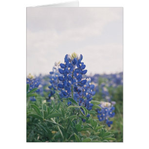 Blue Bonnet