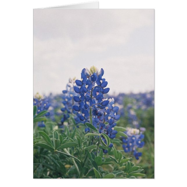 Blue Bonnet (Front)