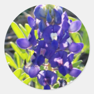 Blue Bonnet Classic Round Sticker